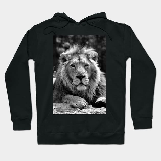 Asiatic Lion Panthera Leo Persica Big Cat Male Hoodie by AndyEvansPhotos